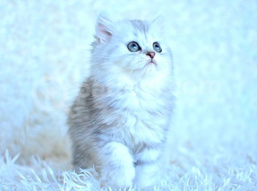 Muhteşem Güzellikte Silver British Longhair görsel