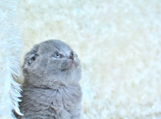 Muhteşem Top Kafa Gri Scottish Fold görsel