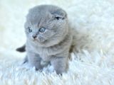 Muhteşem Top Kafa Gri Scottish Fold