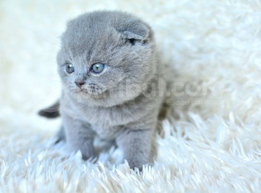Muhteşem Top Kafa Gri Scottish Fold görsel