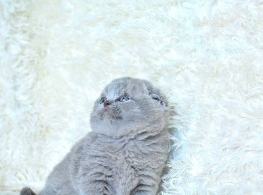 Muhteşem Top Kafa Gri Scottish Fold görsel