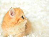 Golden Renginin En Güzel Tonu Ny11 British Shorthair