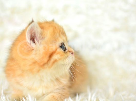 Golden Renginin En Güzel Tonu Ny11 British Shorthair görsel