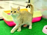 Kupa Düzeyinde Ny11 Golden British Shorthair Erkek