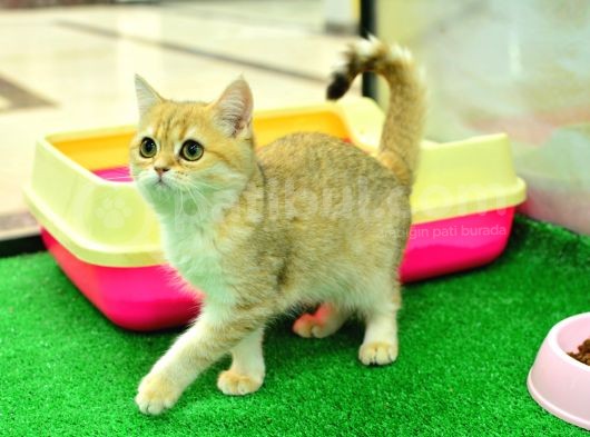 Kupa Düzeyinde Ny11 Golden British Shorthair Erkek görsel