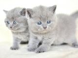 Küt Kafa Gri British Shorthair Yavrularımız