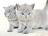Küt Kafa Gri British Shorthair Yavrularımız