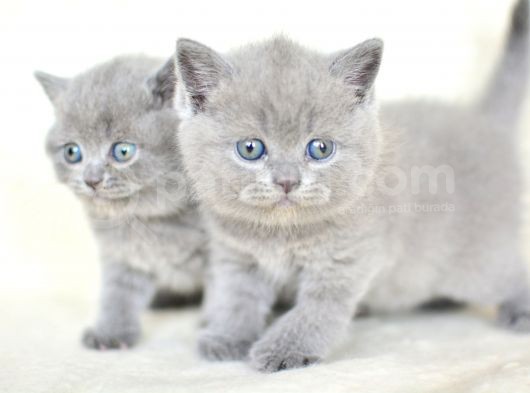 Küt Kafa Gri British Shorthair Yavrularımız görsel