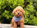 Red Brown Toy Poodle Yavrularimiz
