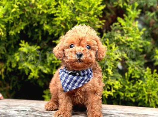 Red Brown Toy Poodle Yavrularimiz görsel