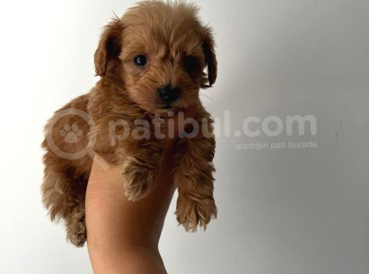 Üst Düzey Sevimli Maltipoo Bebekler görsel