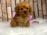 Orijinal Saf Kan Toy Poodle Erkek 3 Aylık 