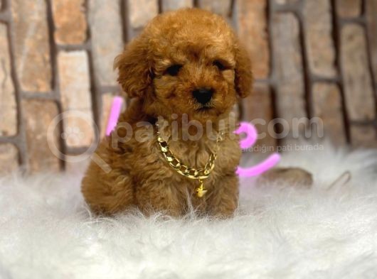 Orijinal Saf Kan Toy Poodle Erkek 3 Aylık  görsel
