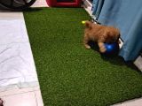 Orijinal Saf Kan Toy Poodle Erkek 3 Aylık 