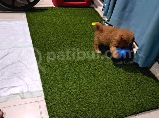 Orijinal Saf Kan Toy Poodle Erkek 3 Aylık  görsel