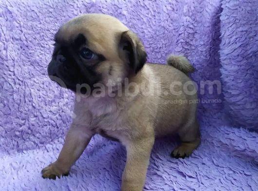 Irk Ve Sağlık Garantili Pug Yavrular görsel