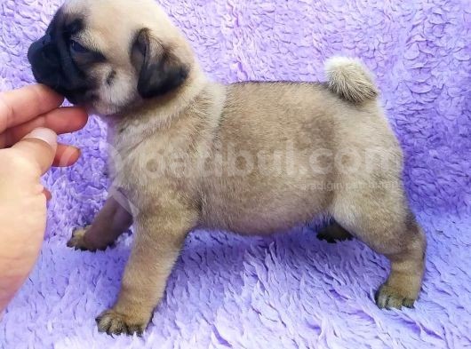 Irk Ve Sağlık Garantili Pug Yavrular