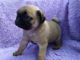 Irk Ve Sağlık Garantili Pug Yavrular