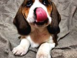 Beagle yavrularımız