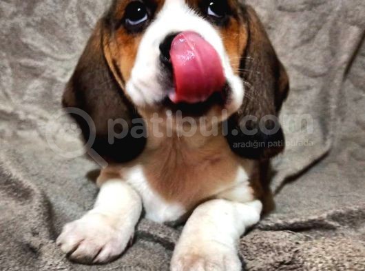 Beagle Yavrularımız