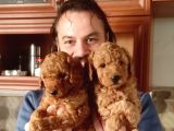 Orjinal toy poodle yavrular