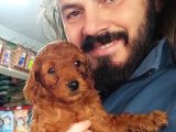 Orjinal Toy Poodle Yavrular