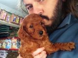 Orjinal Toy Poodle Yavrular