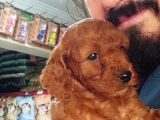 Orjinal Toy Poodle Yavrular