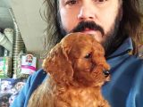 Orjinal Toy Poodle Yavrular