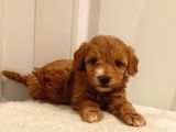 Üst Düzey Sevimli Maltipoo Bebekler