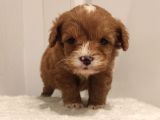 Üst Düzey Sevimli Maltipoo Bebekler