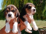 Beagle bebekler