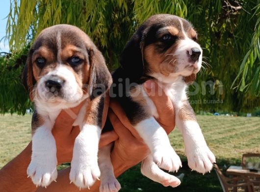 Beagle Bebekler