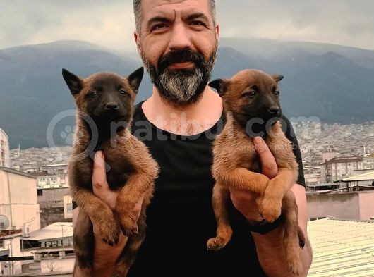 Muhteşem Belçika Kurdu Yavrular