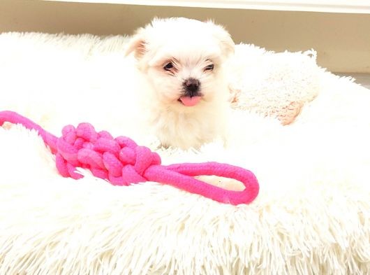 Sevimli Sıfır Numara Teacup Maltese Bebekler görsel