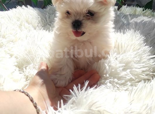 Sevimli Teacup Sıfır Burun Maltese Bebeklerim görsel