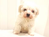 Sevimli Sıfır Numara Teacup Maltese Bebekler