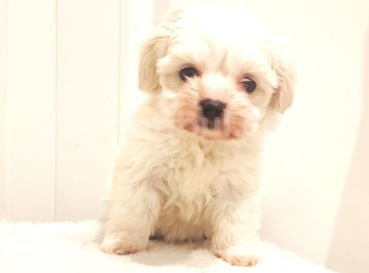 Sevimli Sıfır Numara Teacup Maltese Bebekler görsel