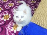 Mi̇nnaklar Sahi̇plendi̇ri̇meye Hazirdir