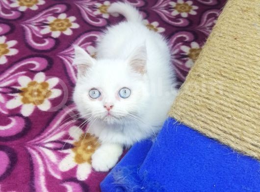 Mi̇nnaklar Sahi̇plendi̇ri̇meye Hazirdir görsel