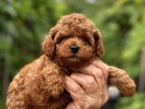 Emsalsiz Red Toy Poodle Yavruları