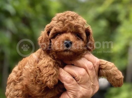 Emsalsiz Red Toy Poodle Yavruları görsel