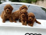 Emsalsiz Red Toy Poodle Yavruları