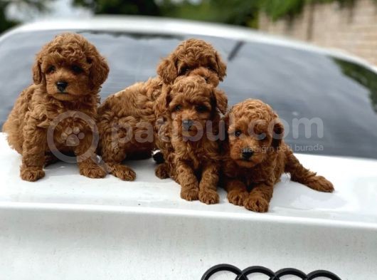 Emsalsiz Red Toy Poodle Yavruları görsel