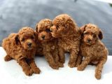 Emsalsiz Red toy poodle yavruları