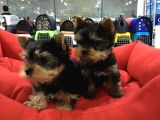 Yorkshire Terrier Yavrulari Voanlp Pet Garantisiyle