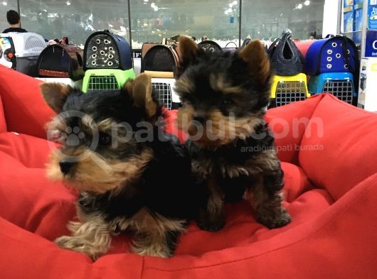 Yorkshire Terrier Yavrulari Voanlp Pet Garantisiyle görsel