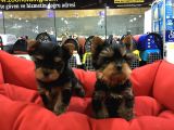 Yorkshire Terrier Yavrulari Voanlp Pet Garantisiyle