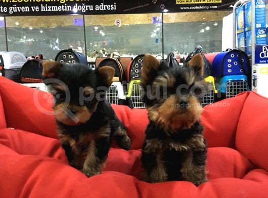 Yorkshire Terrier Yavrulari Voanlp Pet Garantisiyle görsel