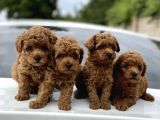 red Brown dişi erkek toy poodle yavrularımız